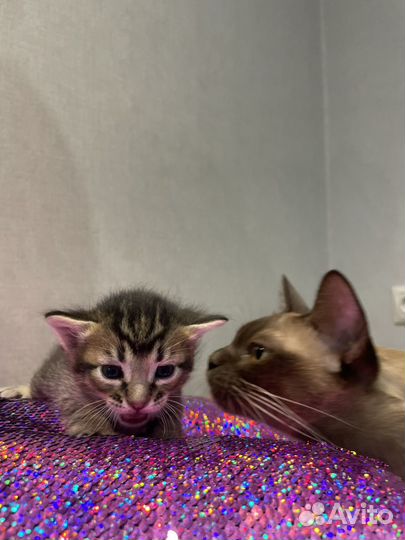 Котята европейской бурмы