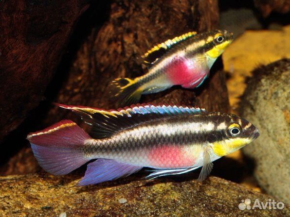 Пельвикахромис