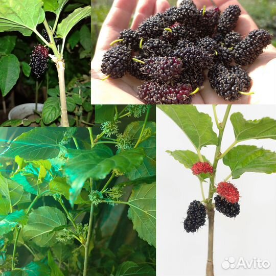 Саженцы экзотических и редких шелковиц (для юга)