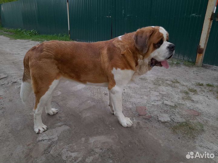 Сенбернар вязка