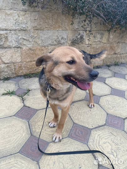 Тобик ищет дом