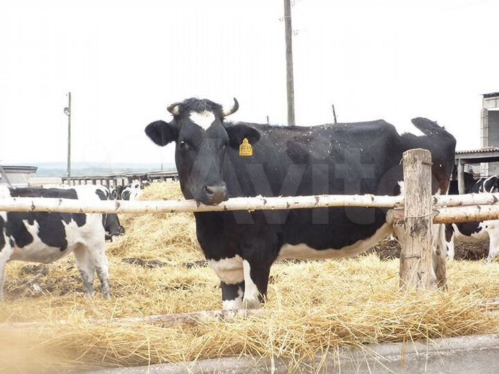 Участок 400 га (СНТ, ДНП)