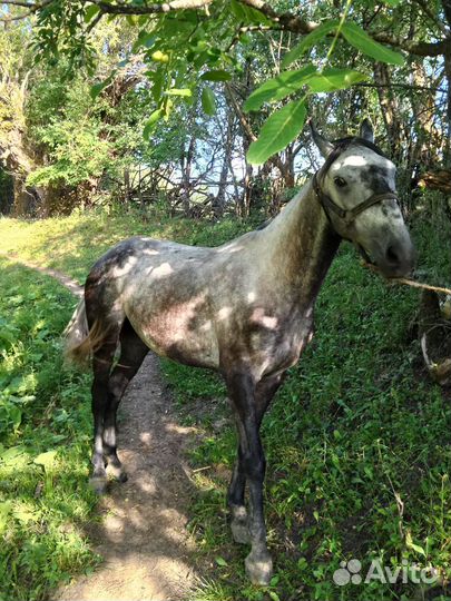 Продаю Мерин