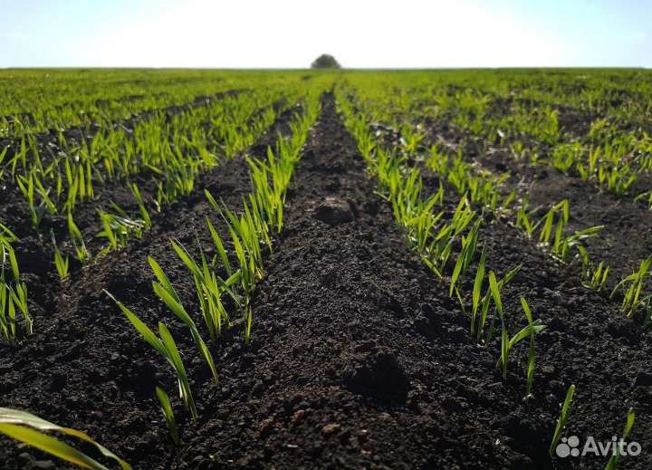 Земля плодородная чернозем грунт