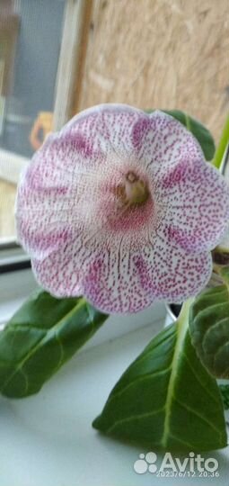 Глоксиния цветущая