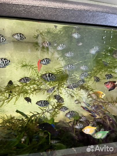 Аквариумные рыбки цихлиды