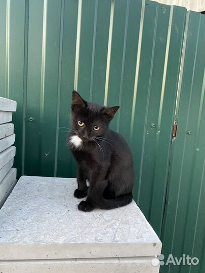 Котенок