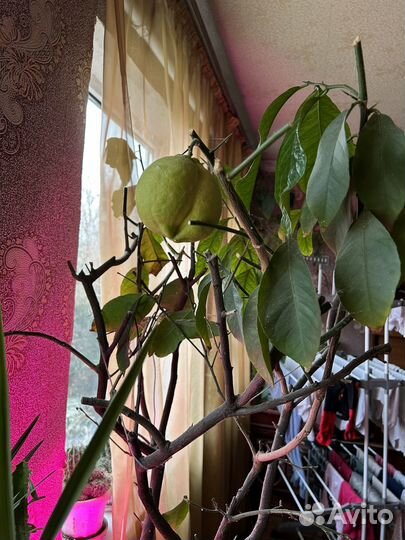 Лимонное дерево с плодами