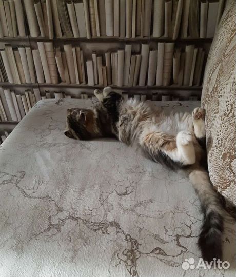 Спасите котика, его бросили на даче. Ищем дом