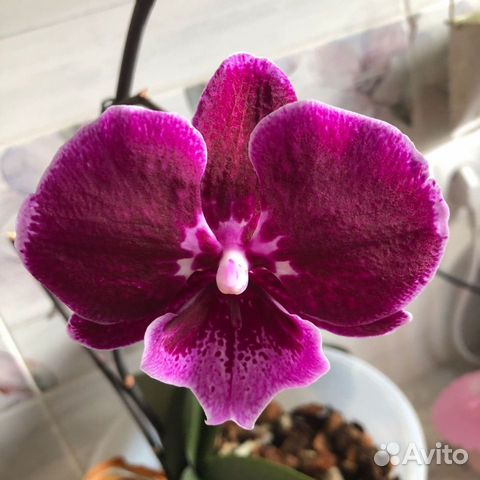 Орхидея фаленопсис Benny