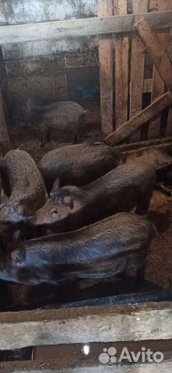 Поросята мангалы 2 месяца