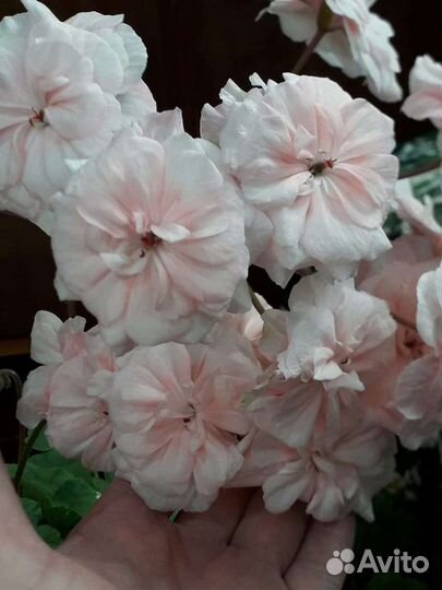 Пеларгония герань