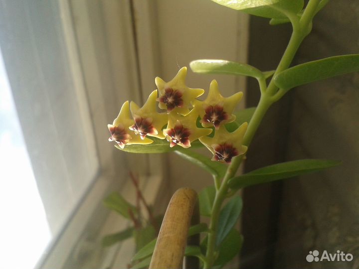 Кэрри, камингиана