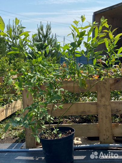 Саженцы голубики 70-90 см Дениз Блю