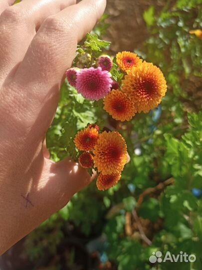 Хризантема с цветами и бутонами