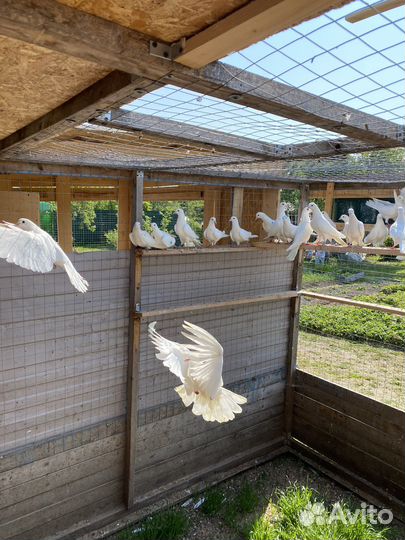 Белые Бакинские голуби