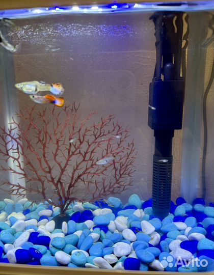 Аквариум с рыбками