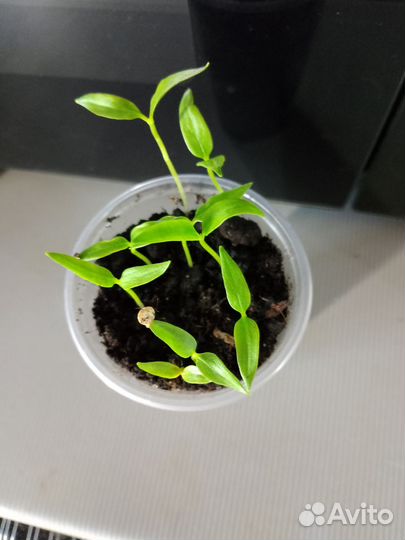 Перец болгарский рассада