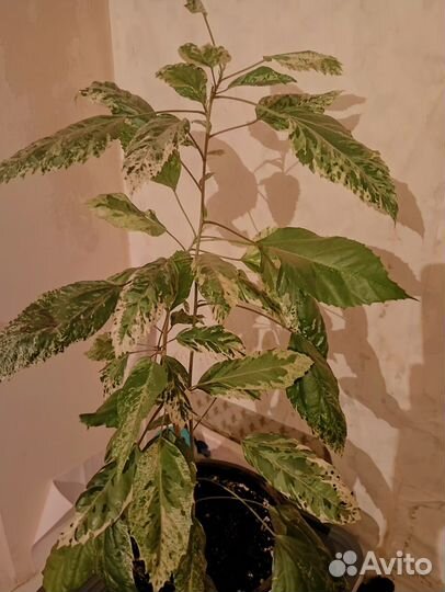 Гибискус липовидный Вариегатный