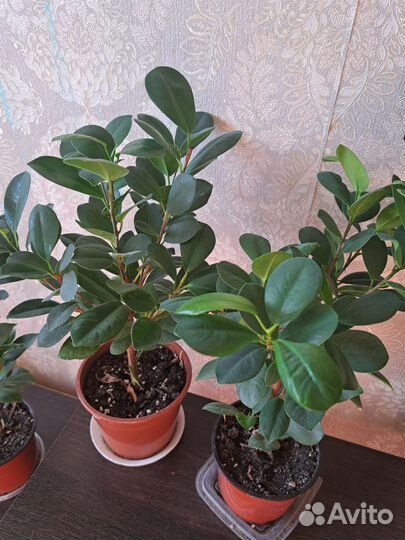 Фикус микрокарпа