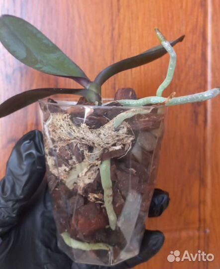 Орхидея фаленопсис