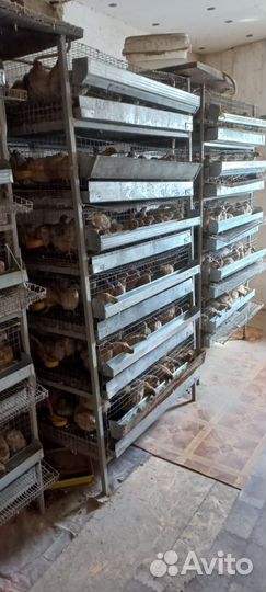 Клетки для перепелов