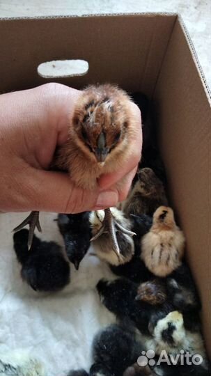 Суточные цыплята цветное яйцо