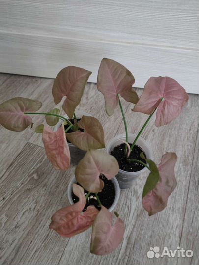 Сингониум Маранта Нетатантус Каллизия и др