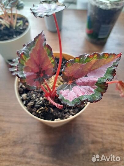 Комнатные растения (фикус белиз, бегония, кротон)