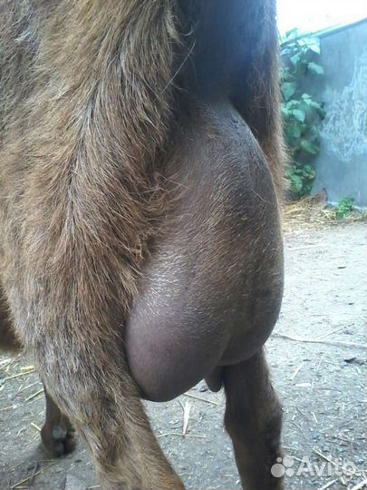 Продаются нубийские и чешские козочки