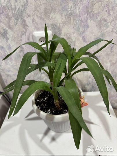 Юкка 3 штуки