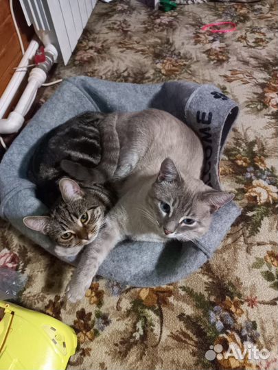 Вязка Охус-Азулеса