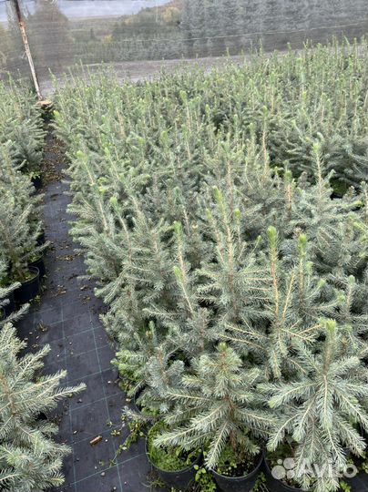 Голубая Ель сеянцы Горная Сосна Мугус зкс и окс