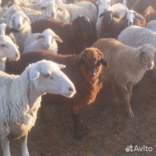 Баран ягнята