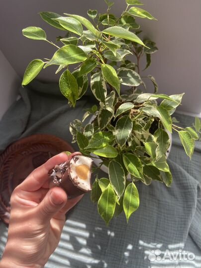 Нетворожные Веган сырки