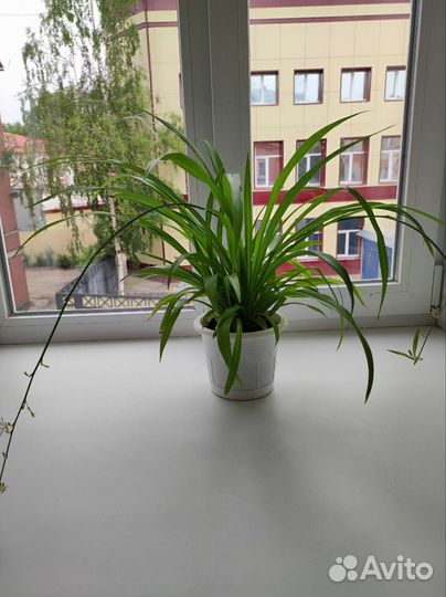 Хлорофитум