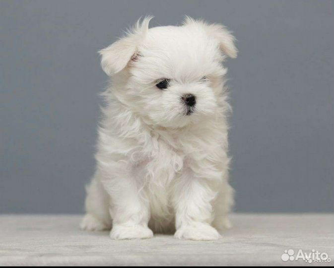 Мальтипу, щенки Мальтипу ф1 микро мальчик