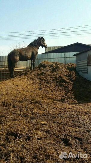Конский перегной в мешках