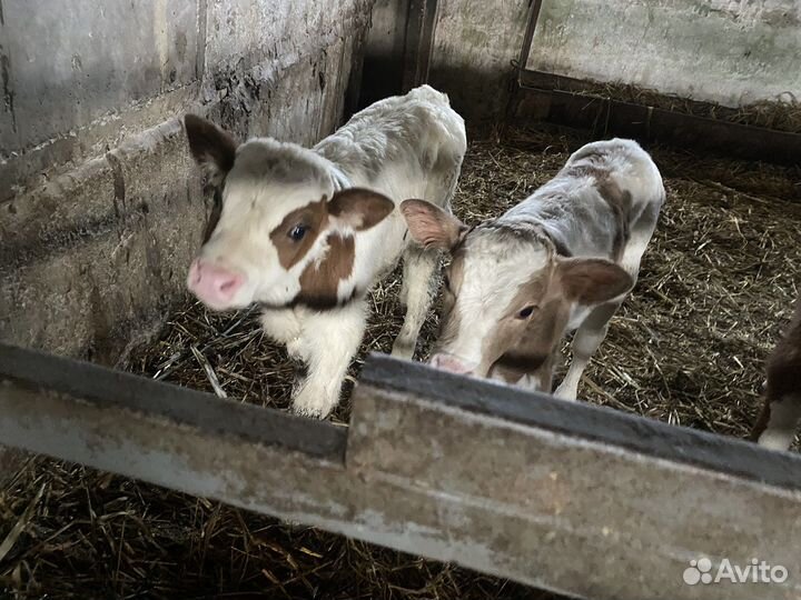 Продам телят