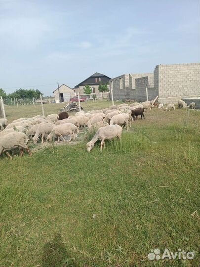 Овцы бараны