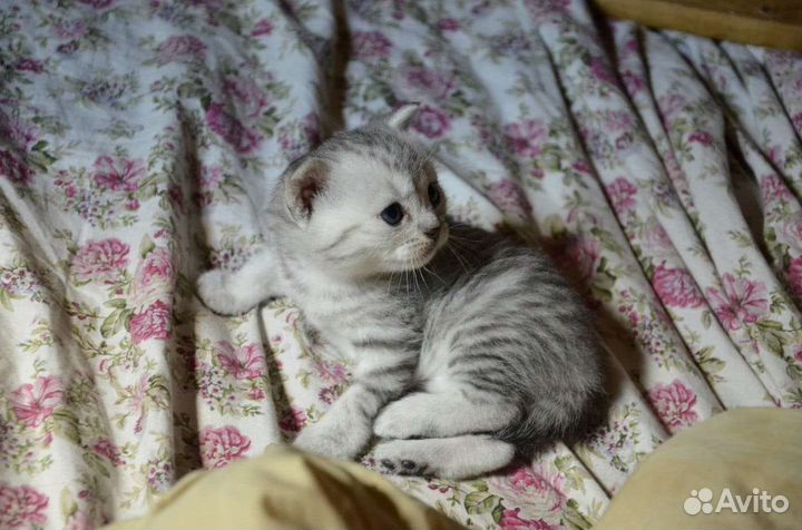 Шотландские котята