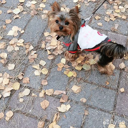 Йоркширский терьер мини