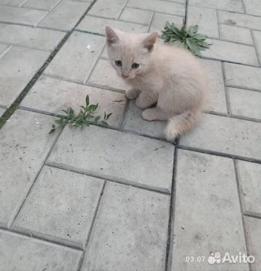Котята