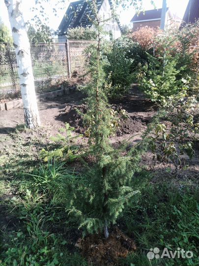 Можжевельник обыкновенный