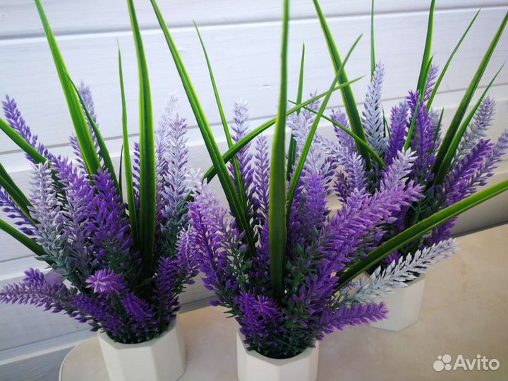 Лаванда с напылением в кашпо