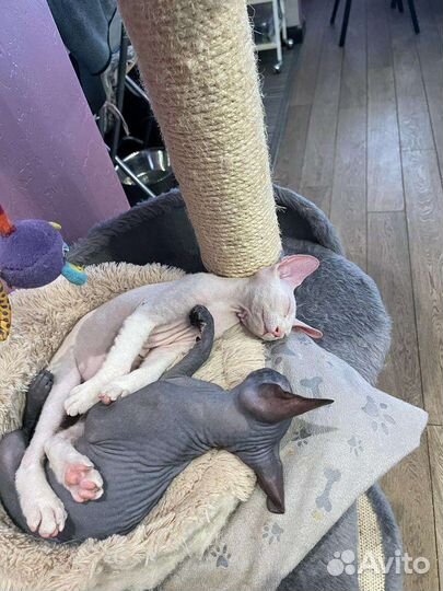 Канадский сфинкс