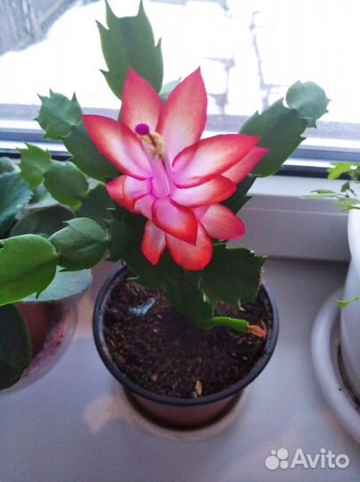 Комнатные цветы