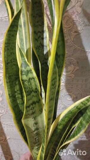 Сансевиерия