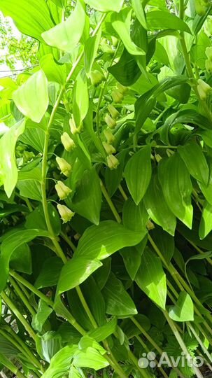 Ландыш садовый