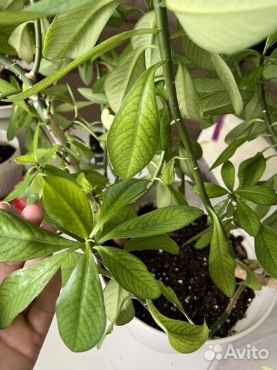 Домашние цветы